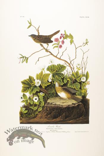 Lincoln's Finch